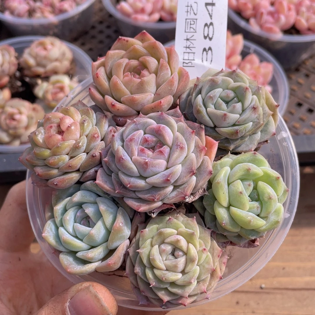 多肉植物多肉植物384