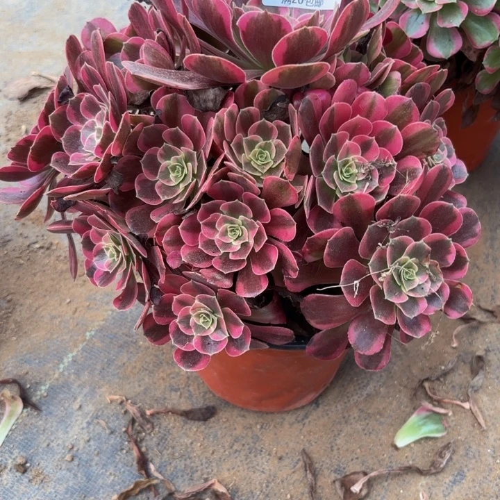 瑞妈多肉园艺015凤冠