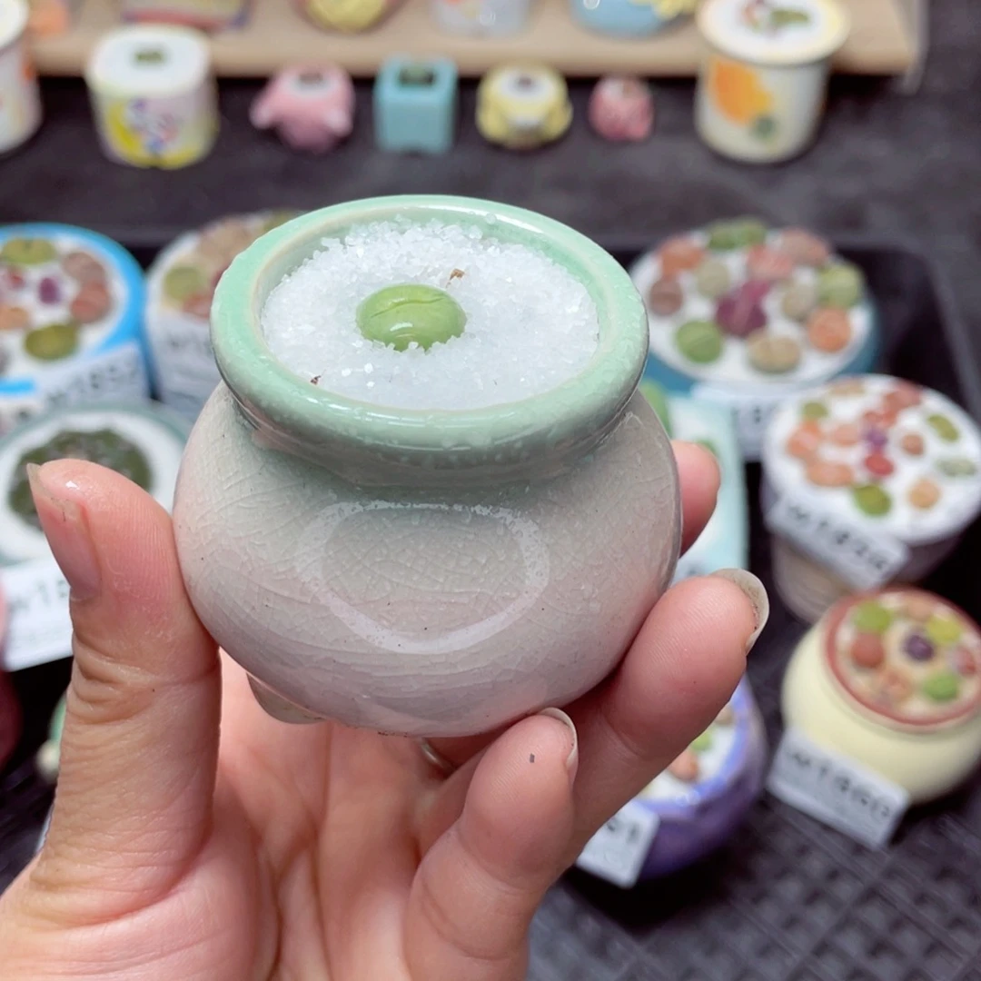 w1865 带盆土发货-零下地区拍保温箱