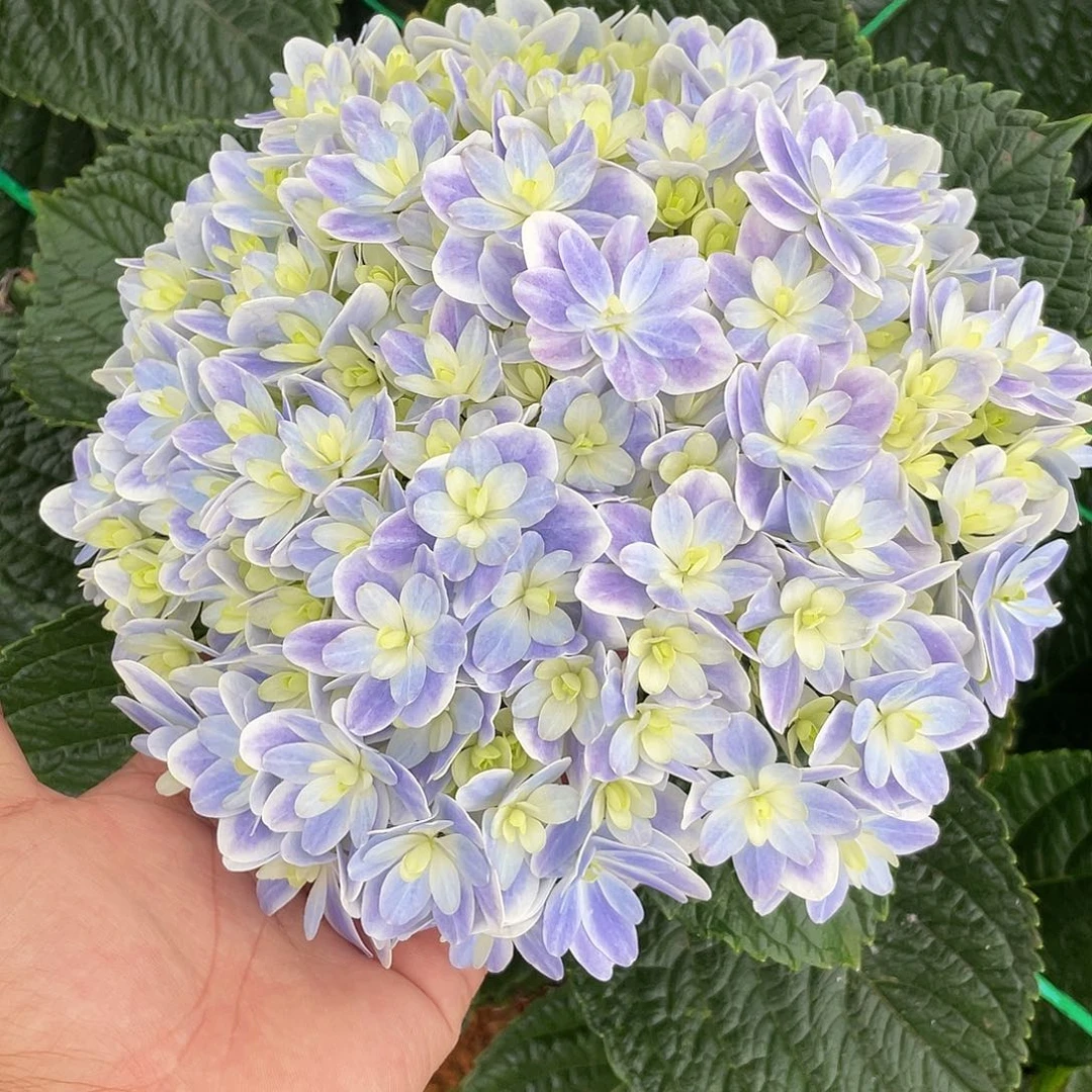 绣球切花一物一拍3枝起包邮，37