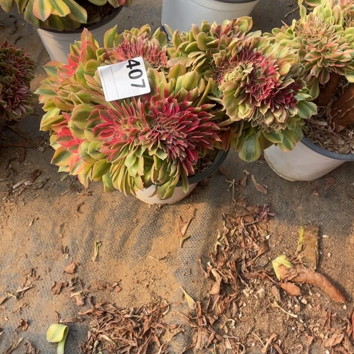 多肉红秀缀化407