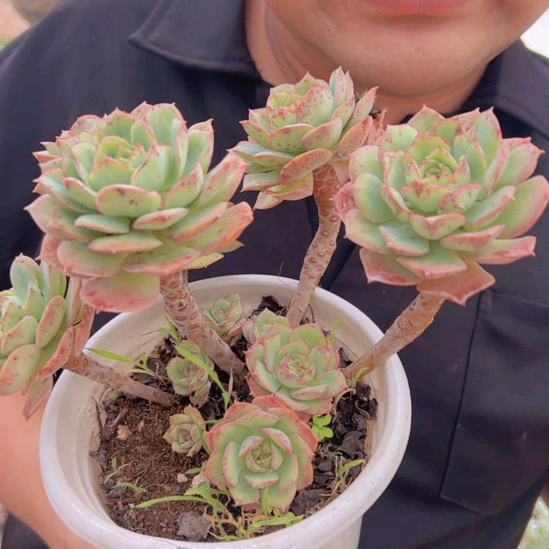 克罗地亚玫瑰五头起发