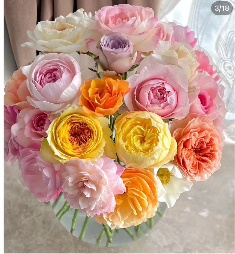 【彩色拼装】单头玫瑰 真花鲜切花云一单中通 拍够任意两单鲜花顺丰