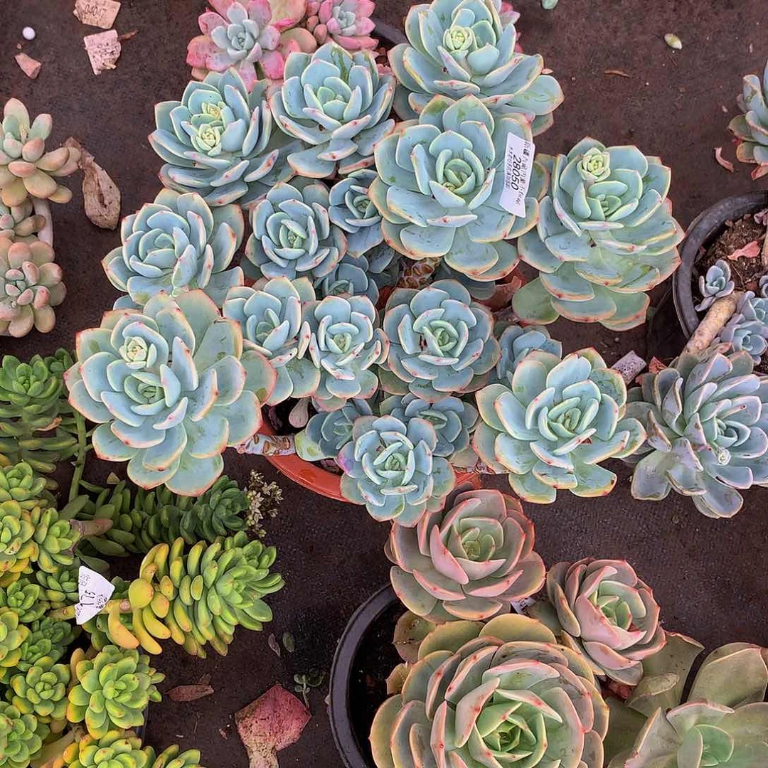 九**柏   白月光28050