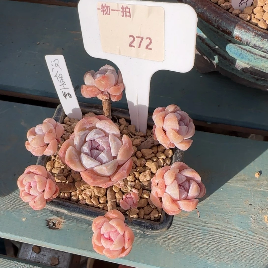 272汉堡一物一拍111