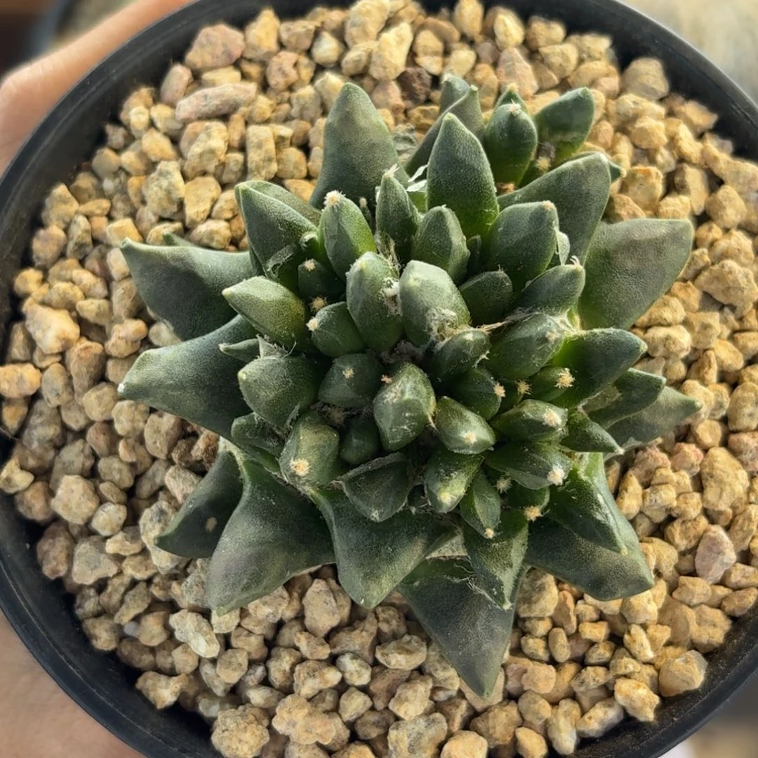 龙牙牡丹萝卜头带盆土