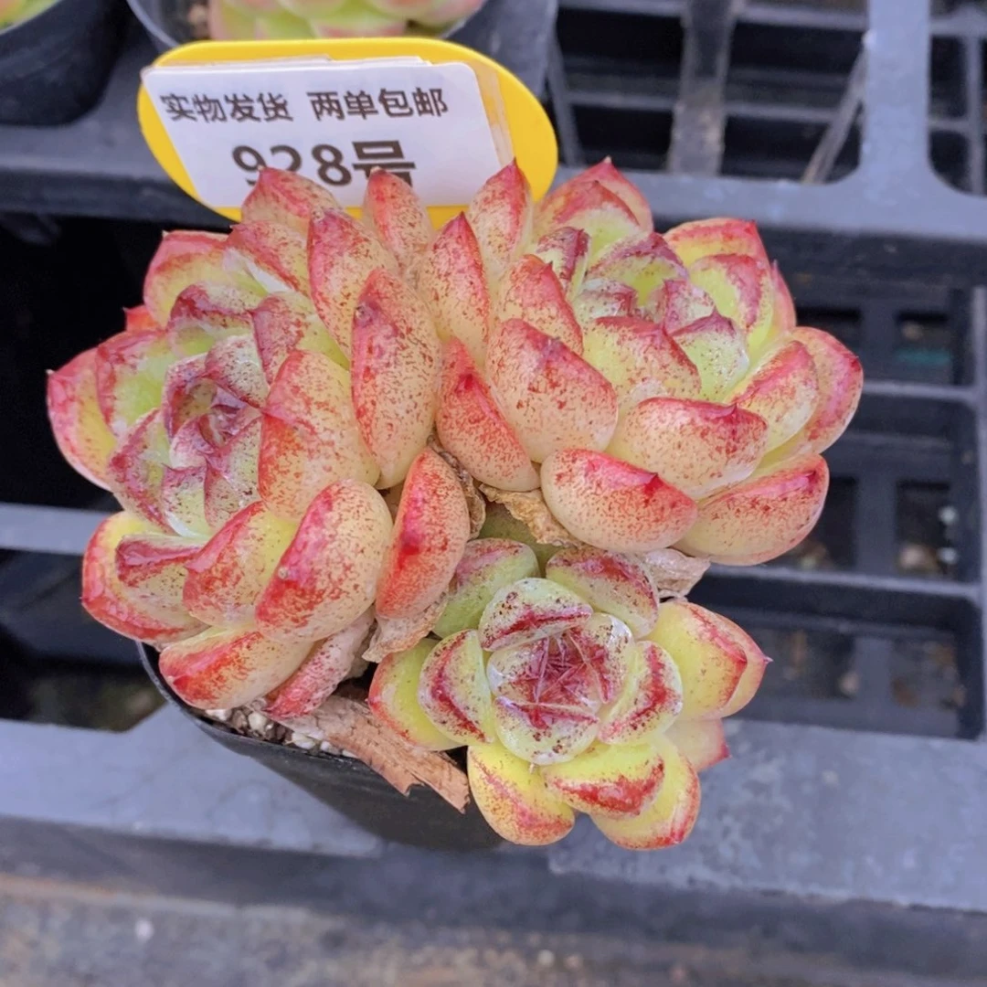 928号 黄水晶三头群