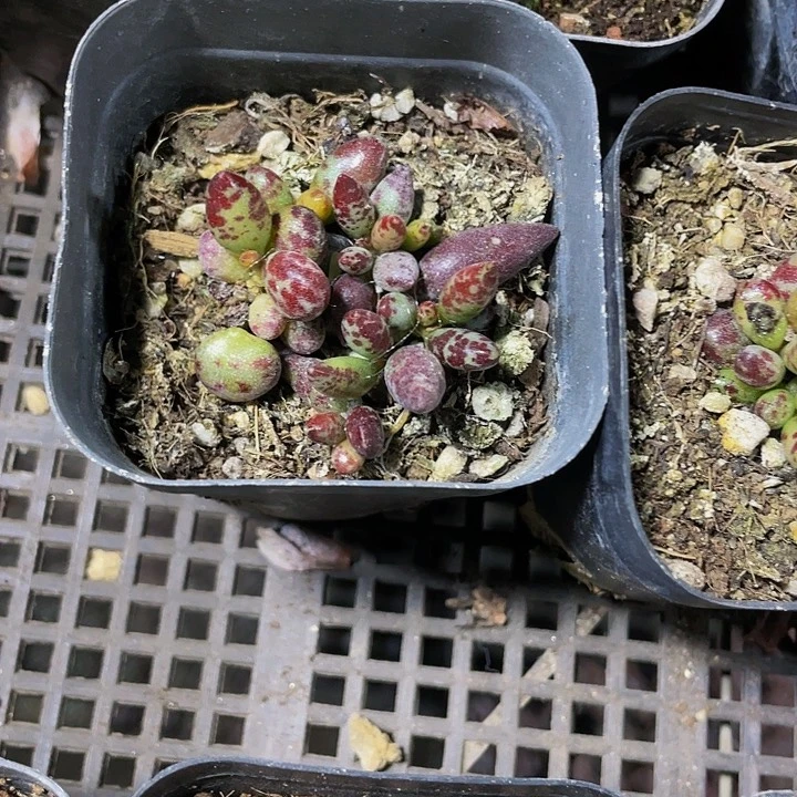 梅花鹿水泡3.8带盆