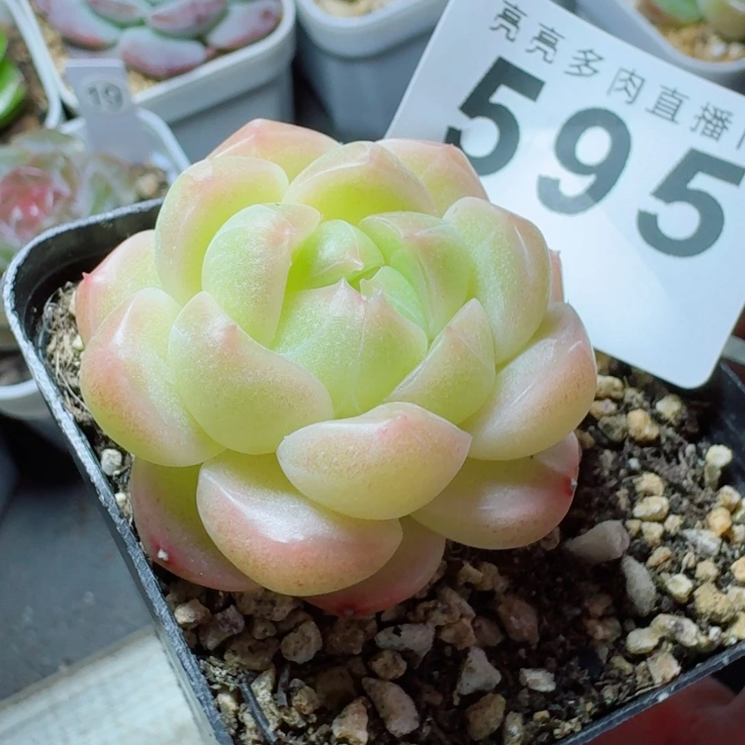 倾城珍妮            精美多肉植物