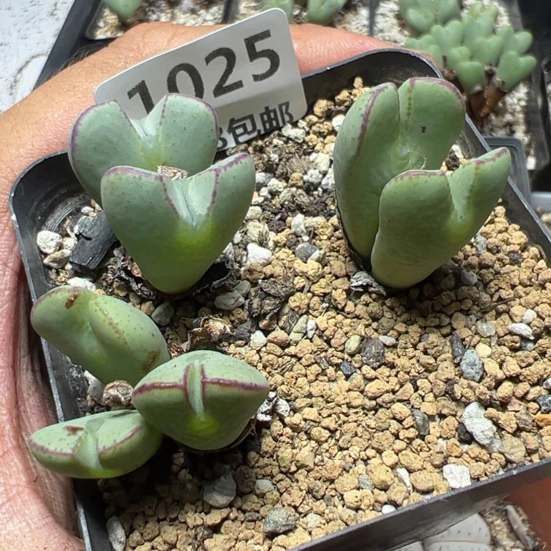 【闪购商品】 1025。