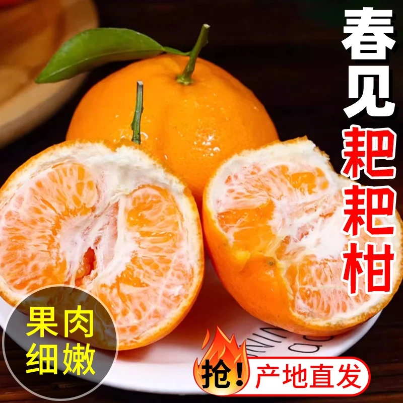 【商超品质】正宗四川春见耙耙柑香甜多汁新鲜批发丑橘孕妇宝宝水果
