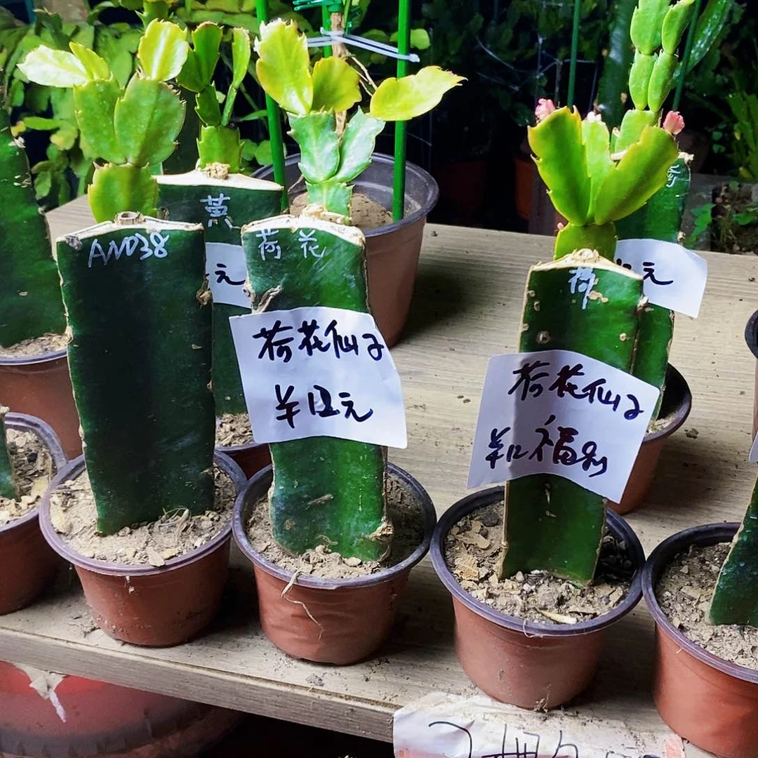 无花朵金**比038➕荷花