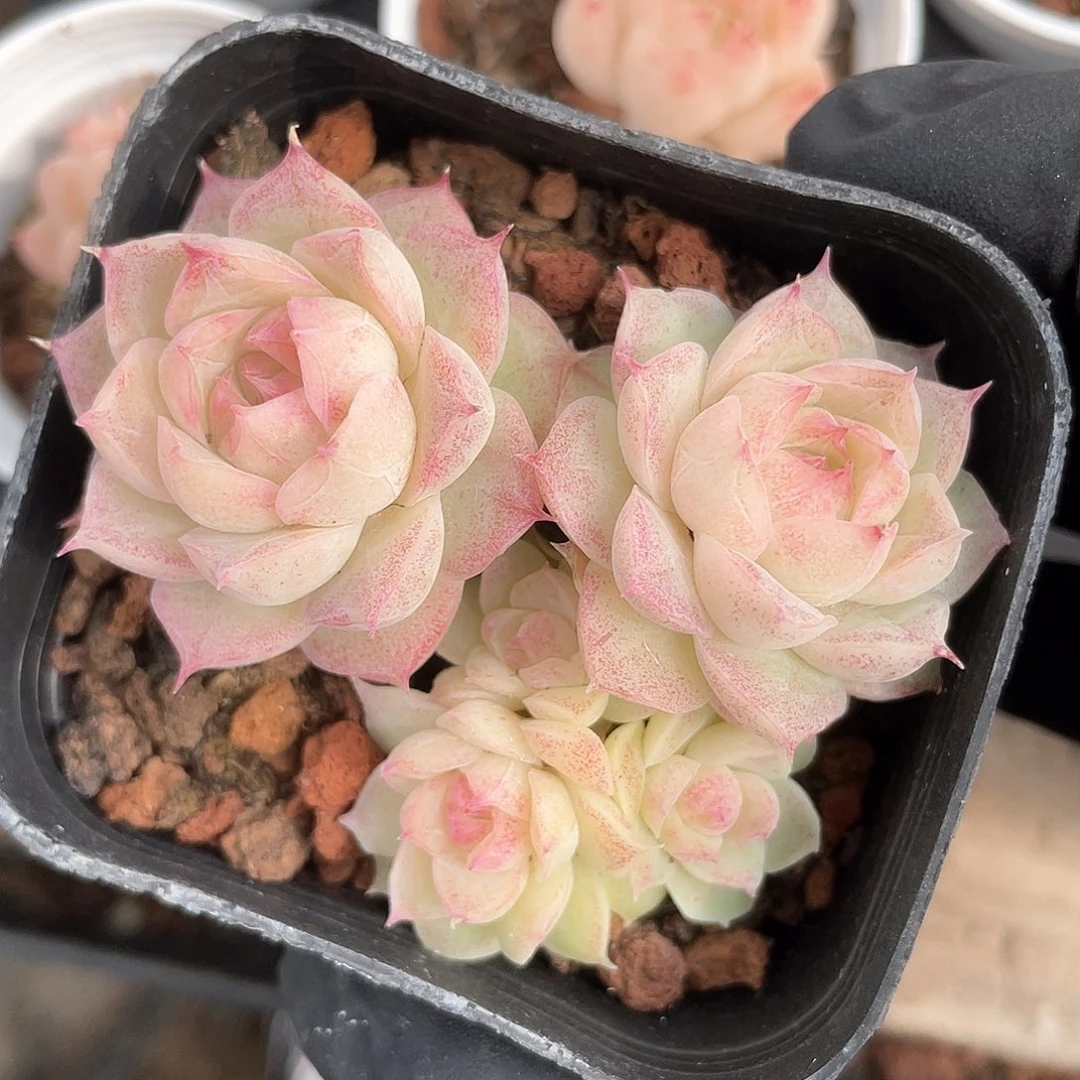 优选女王福利9260