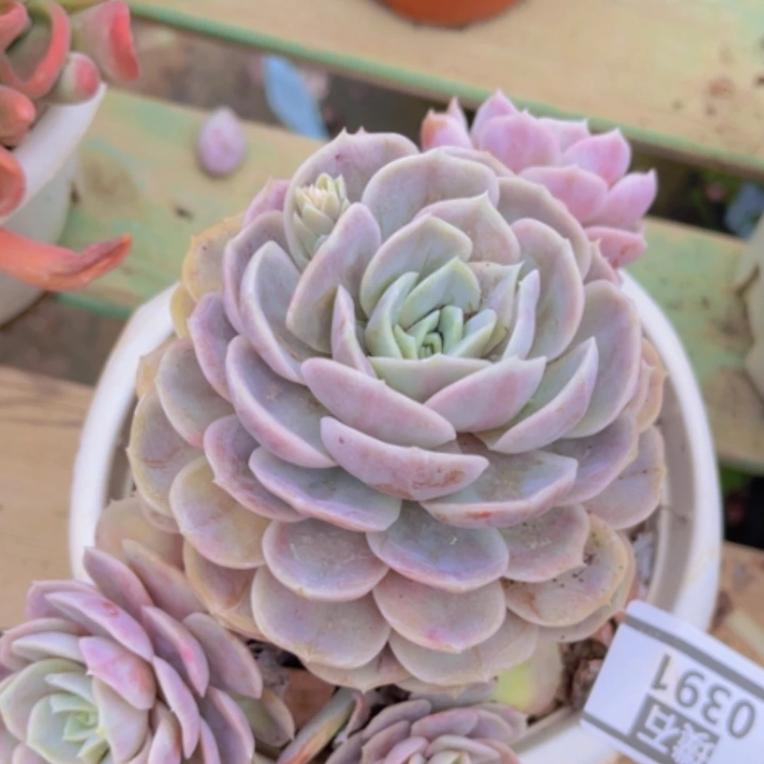 【闪购商品】蓝色惊喜0391