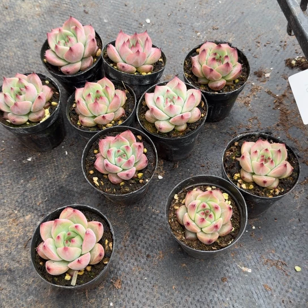 量拍一颗带纹路东云18-86