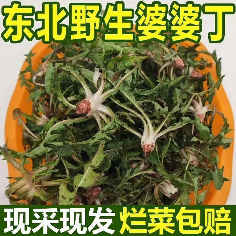 黑龙江野生婆婆丁 蒲公英 漏天生长