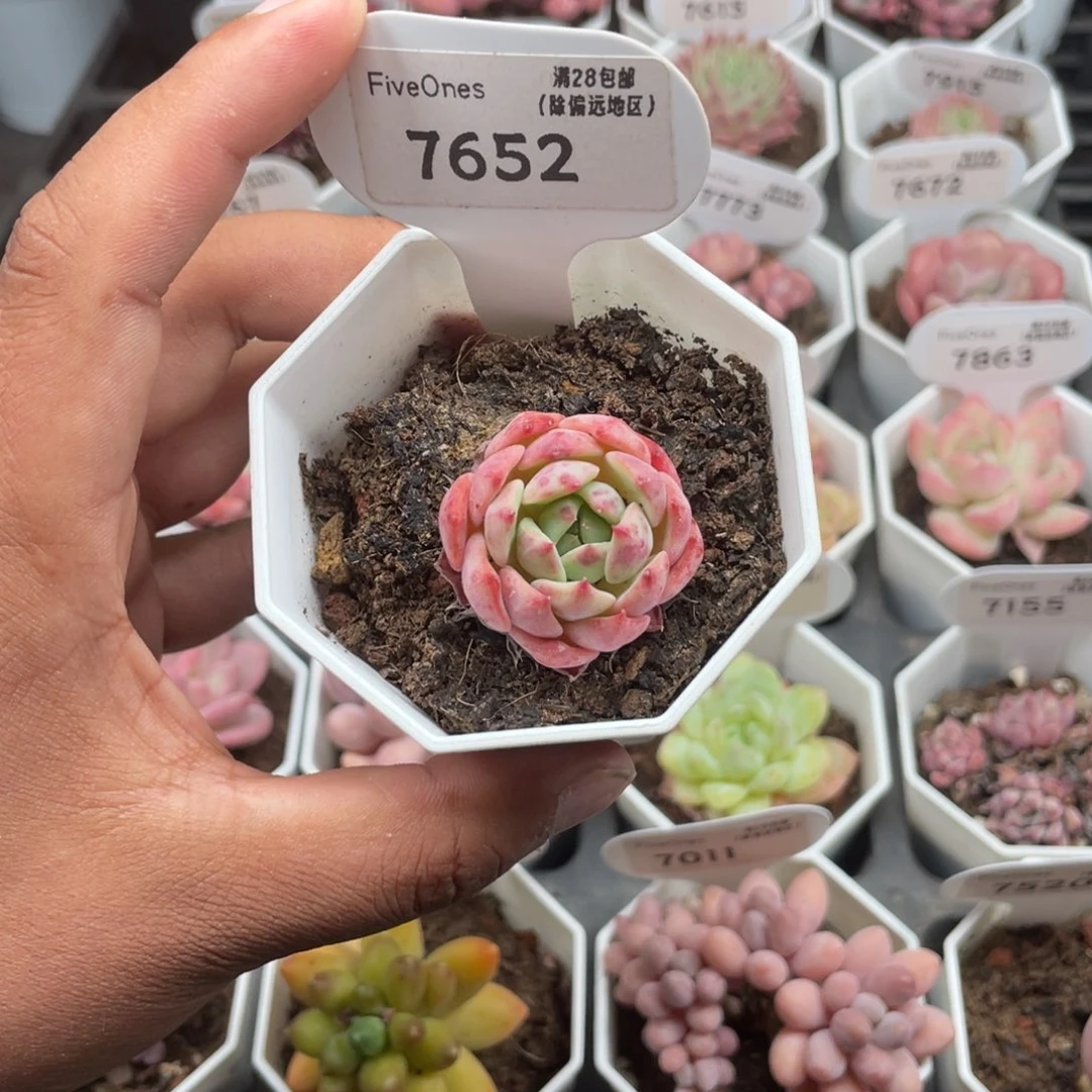 7652海棠花3.5厘米