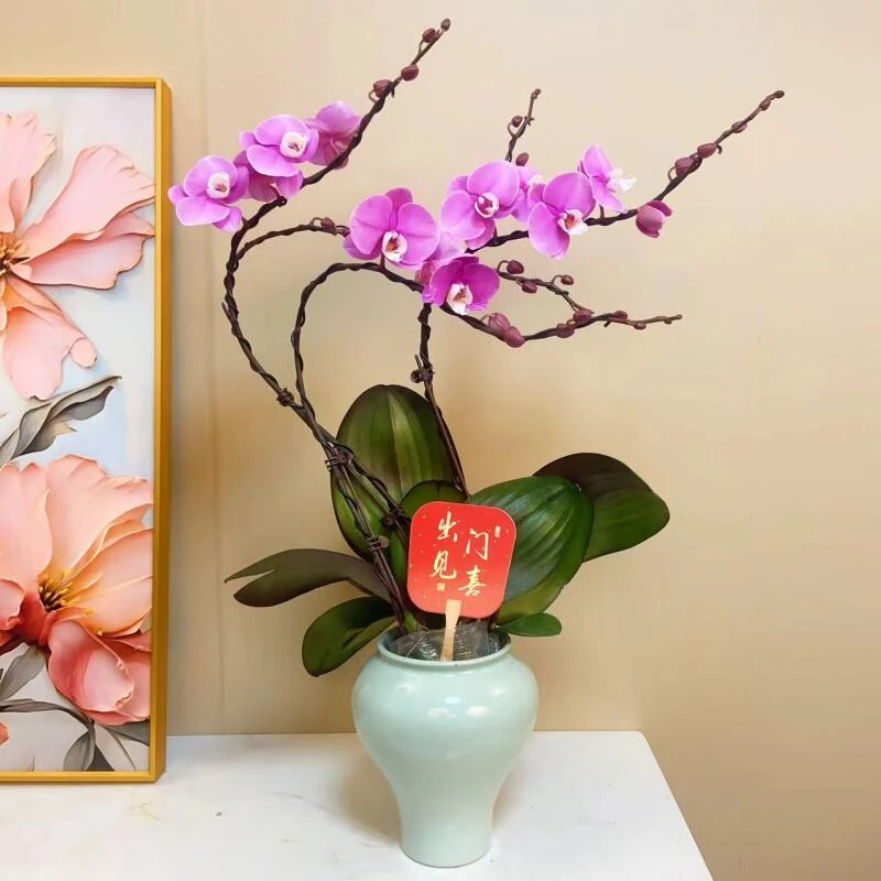 [赛冰冰]  蝴蝶兰 精品