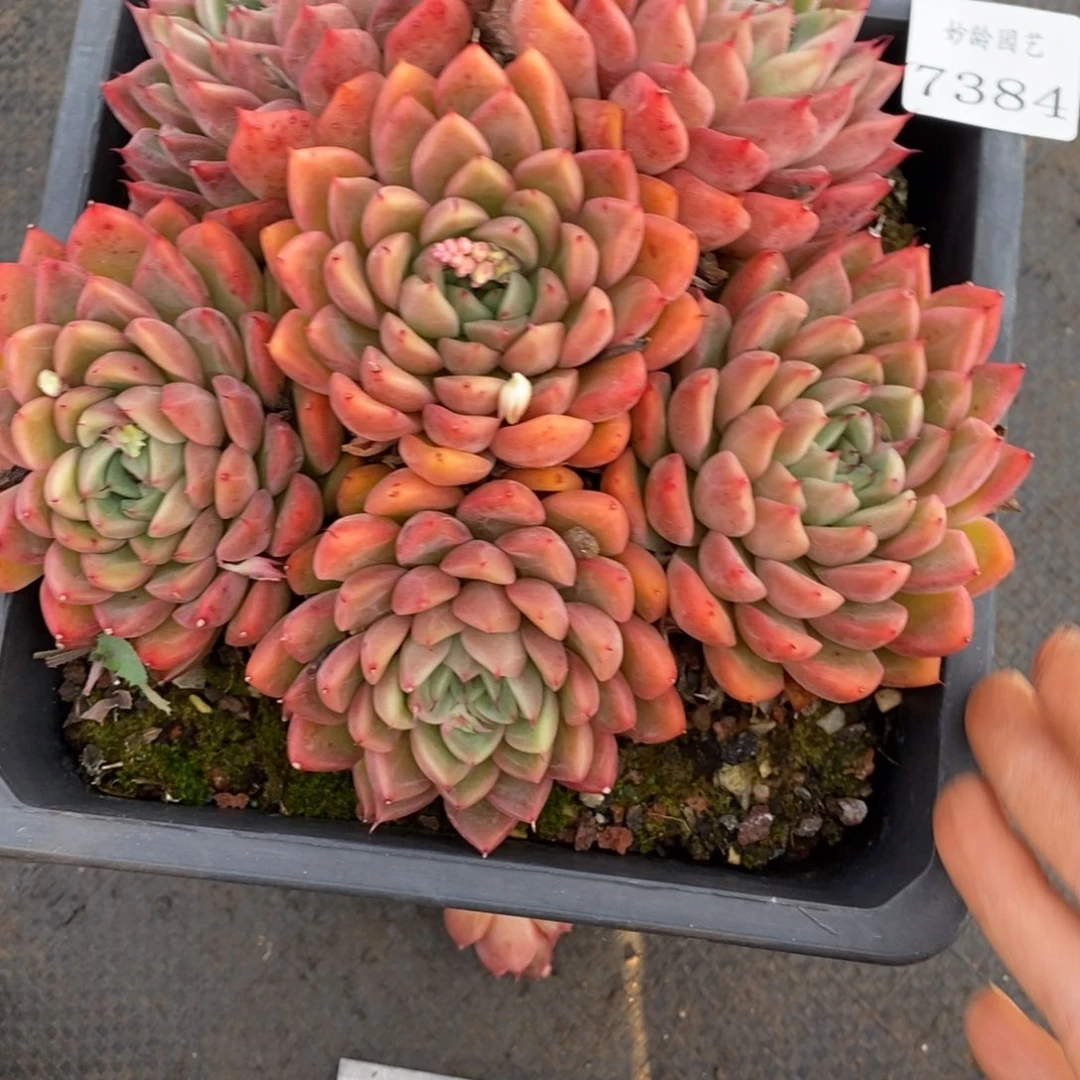 一*二384杂交多肉老桩