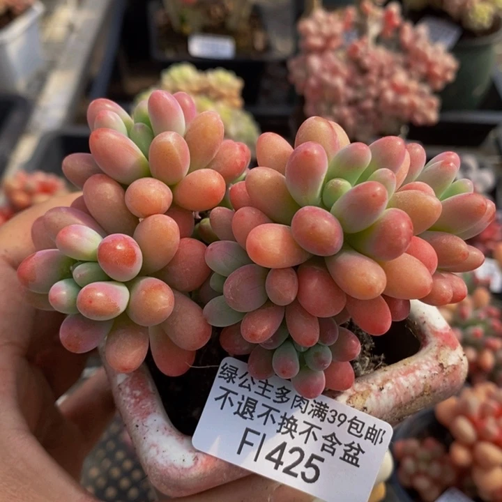 派大星8cm425多肉植物