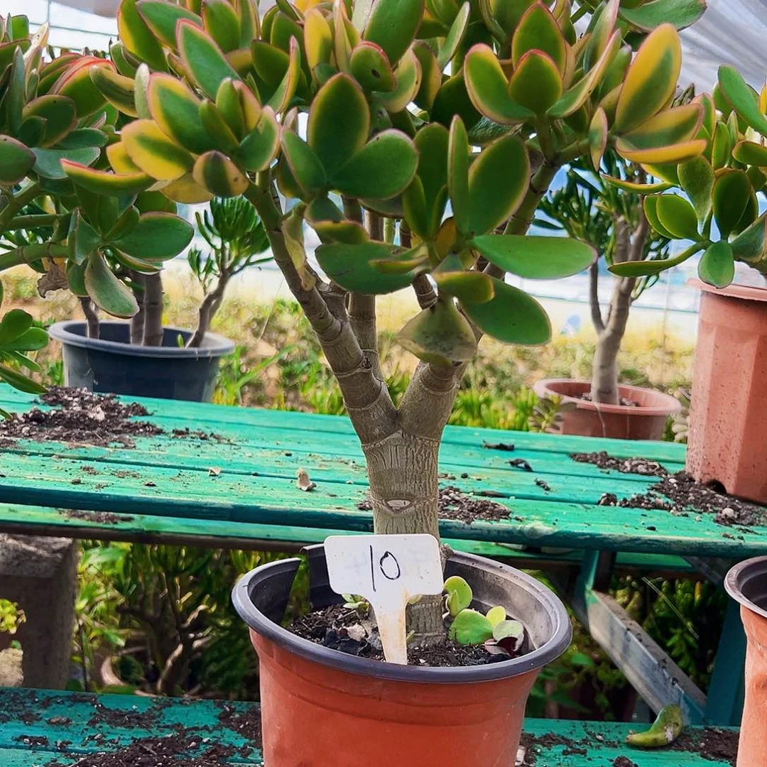 10新花月景不带盆