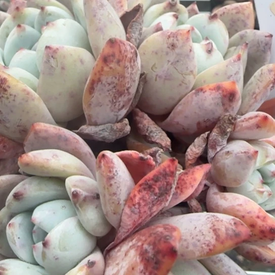 59橙子一物一拍多肉