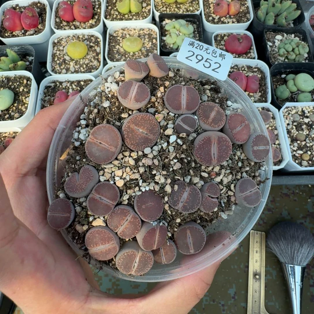 2952。比利时Ko一盒