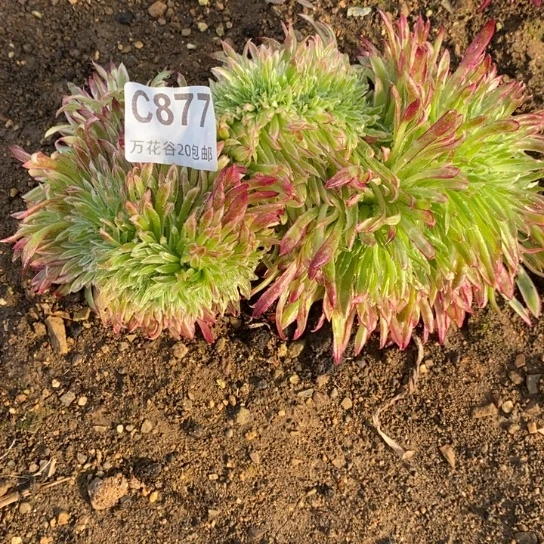 877金丝菊缀多肉植物