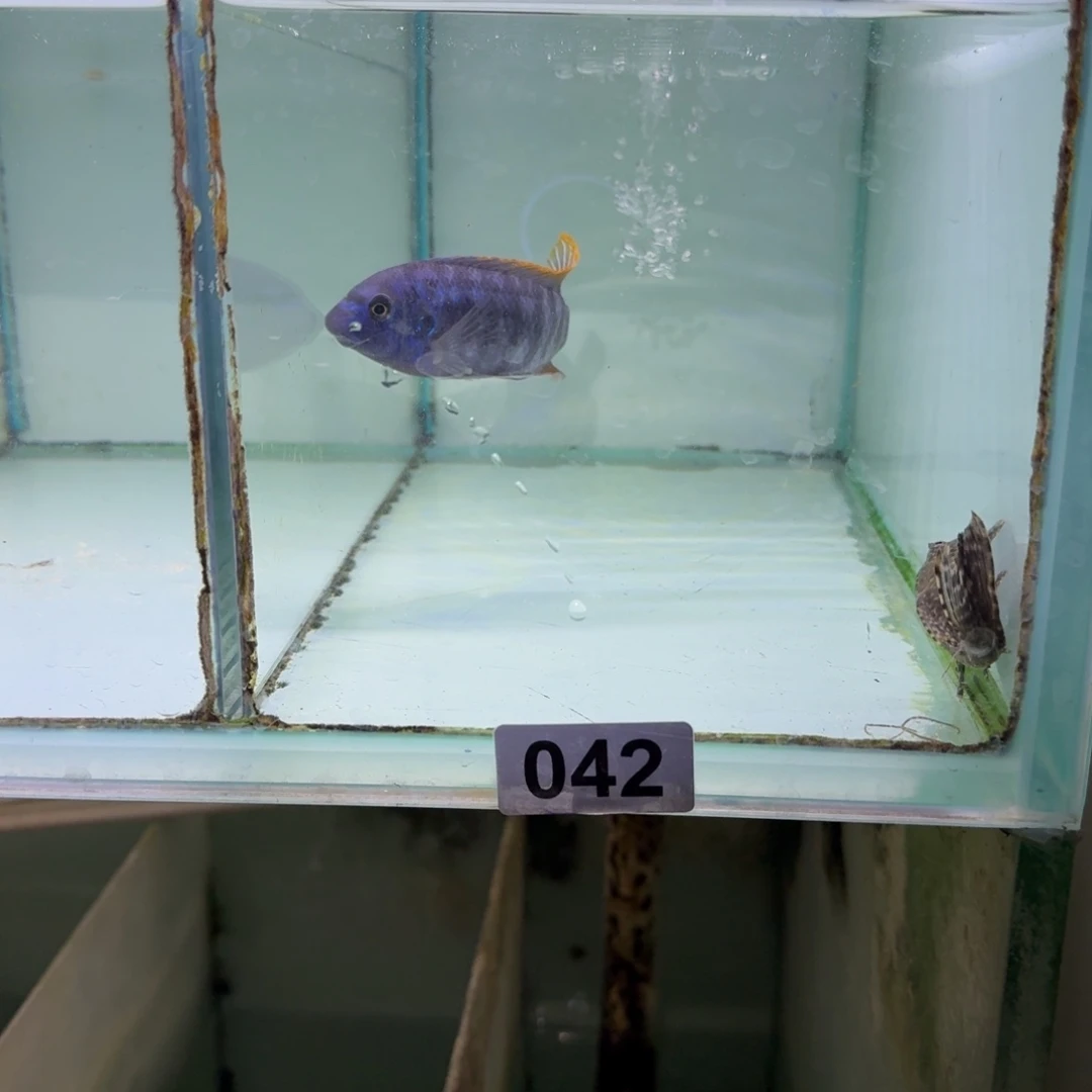 黄***¥慈鲷鱼42号美系纳坎小丑10-11