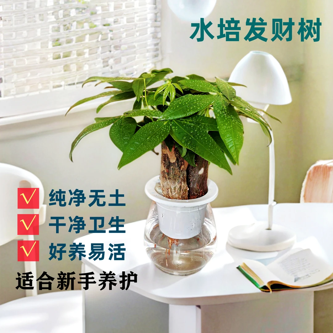 【无土水培】三杆发财树室内绿植花卉好易活客厅盆栽绿植盆栽室内