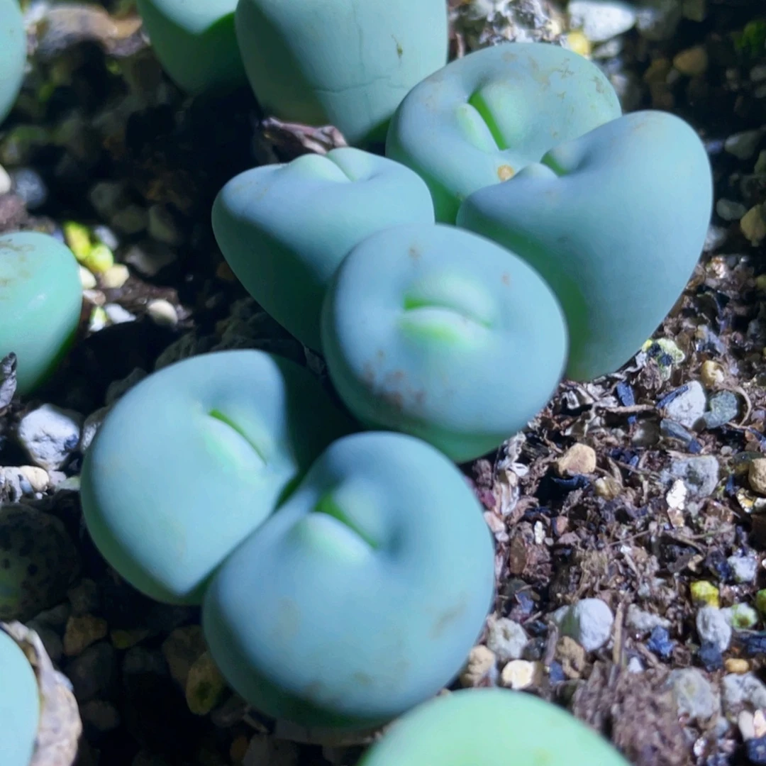 玻尿酸大嘴嘟嘟嘴植物一物一拍