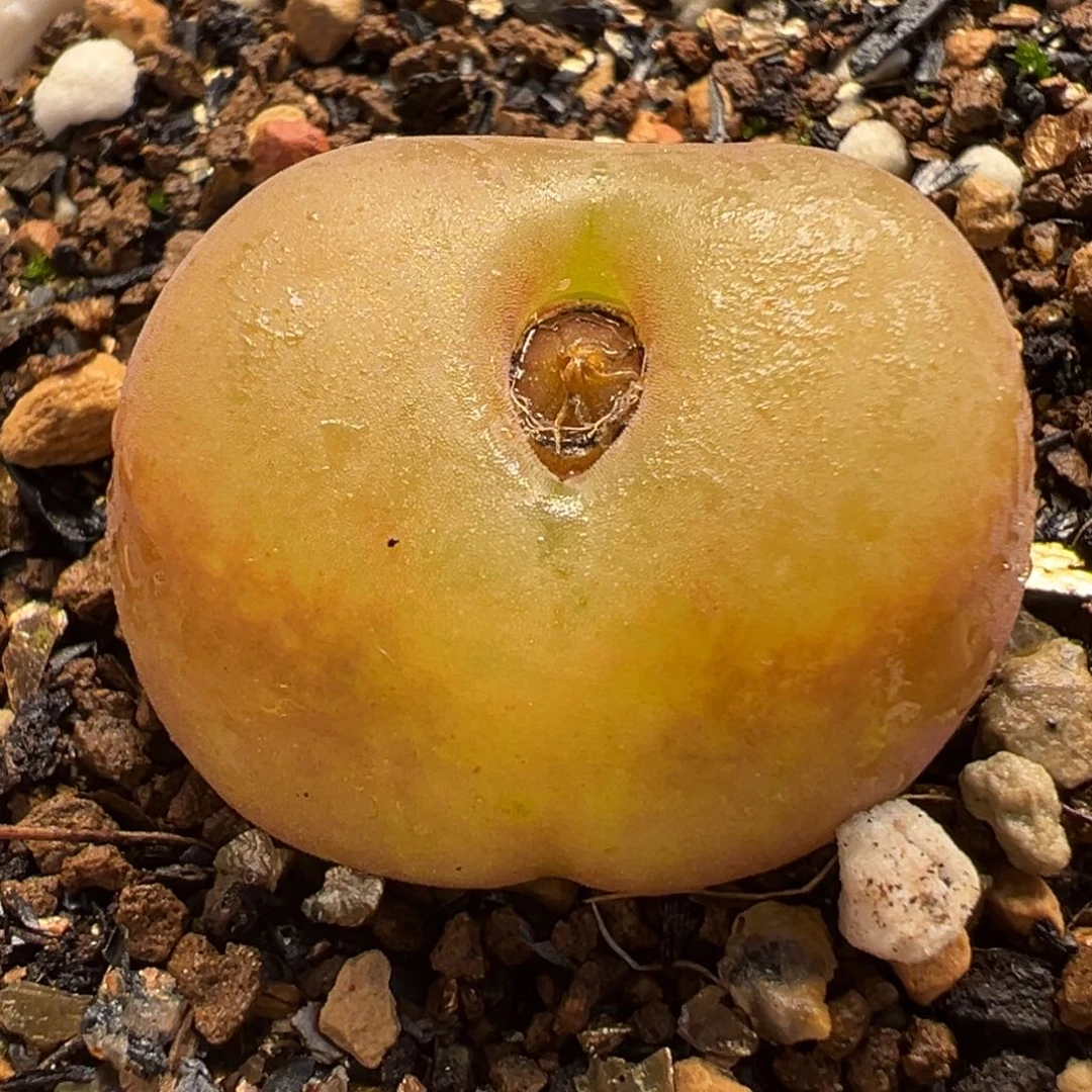 水蜜桃多肉植物盆栽栽培