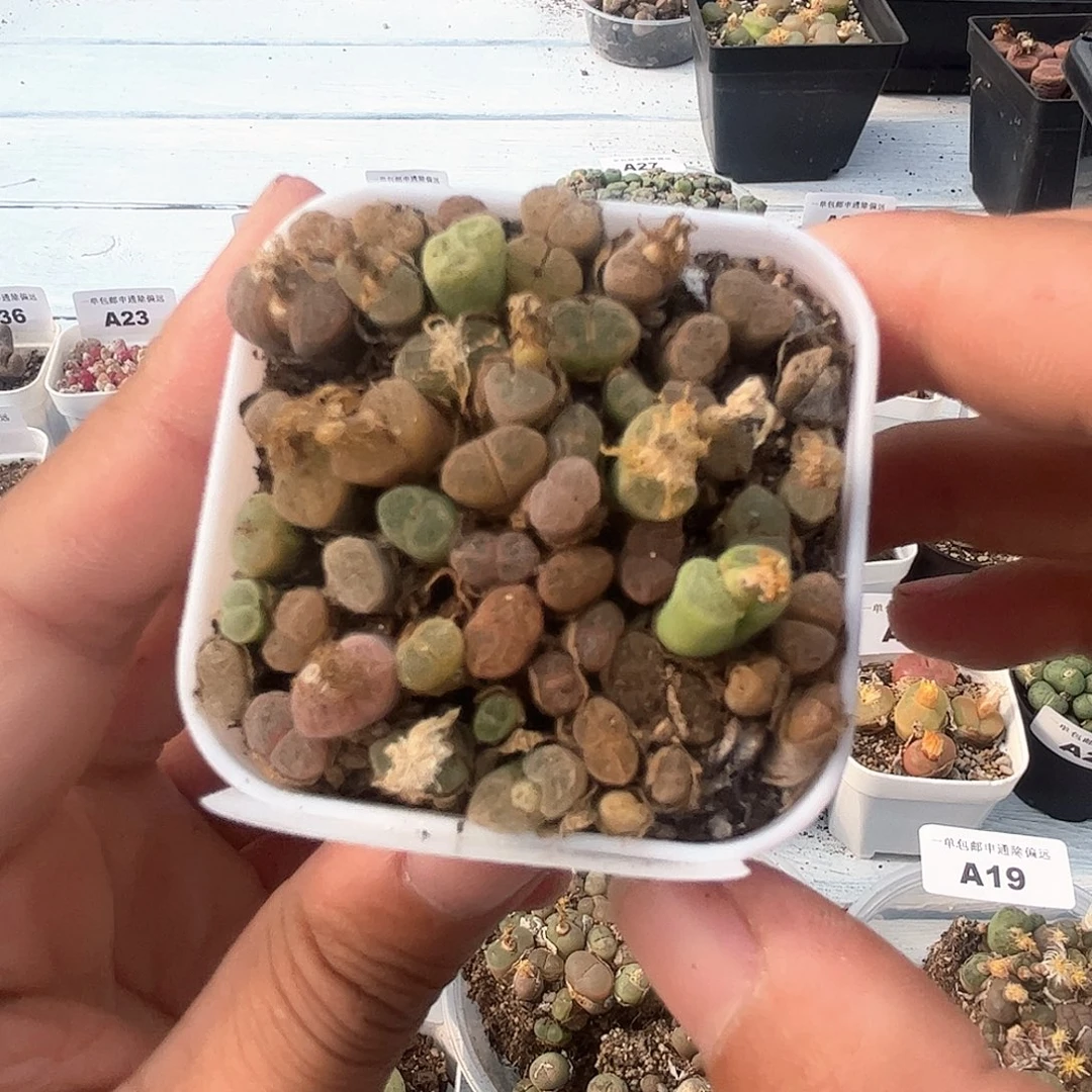 1113–番杏福利a44