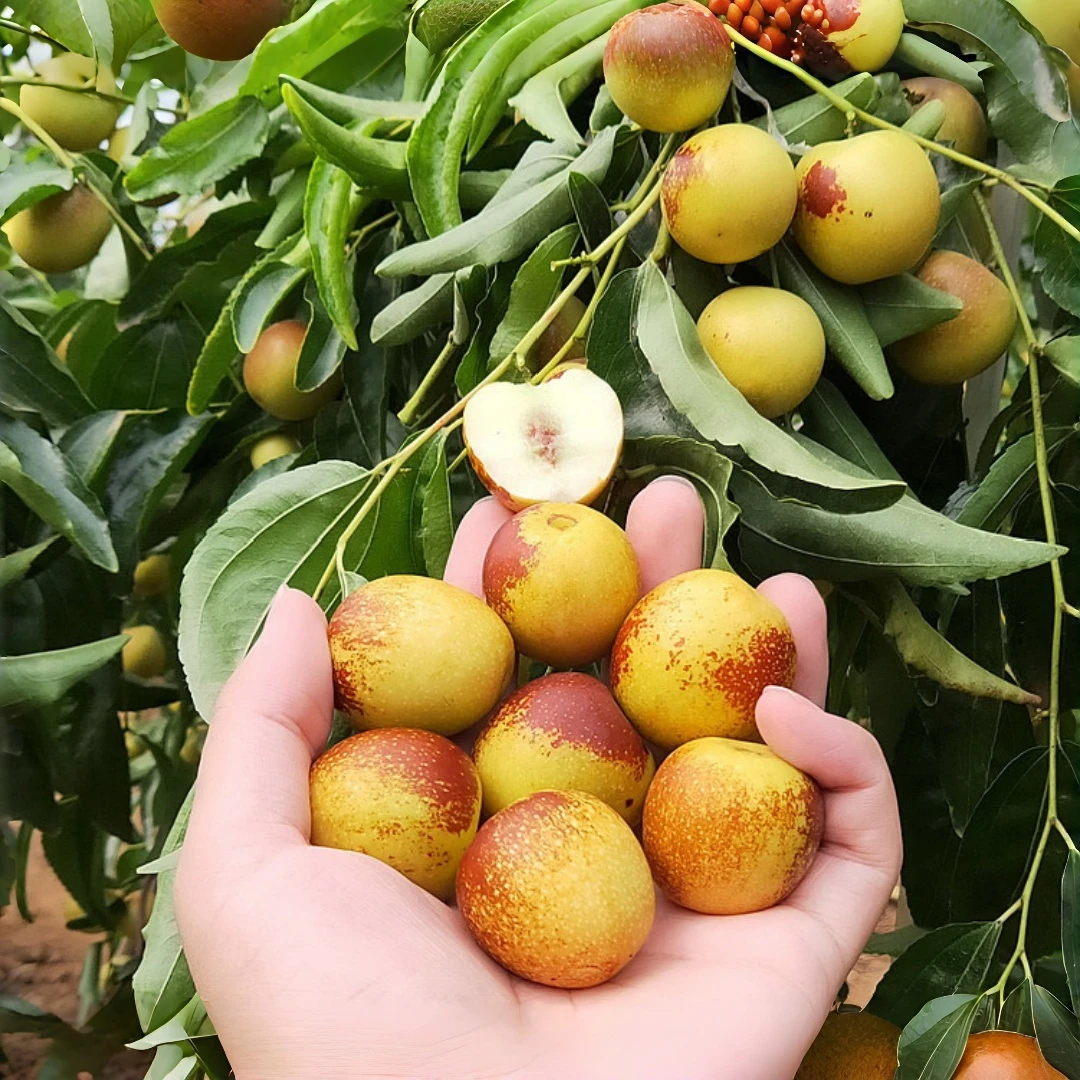 特大冰糖冬枣苗新款耐寒耐旱枣树苗盆栽地栽南方北方种植当年结果