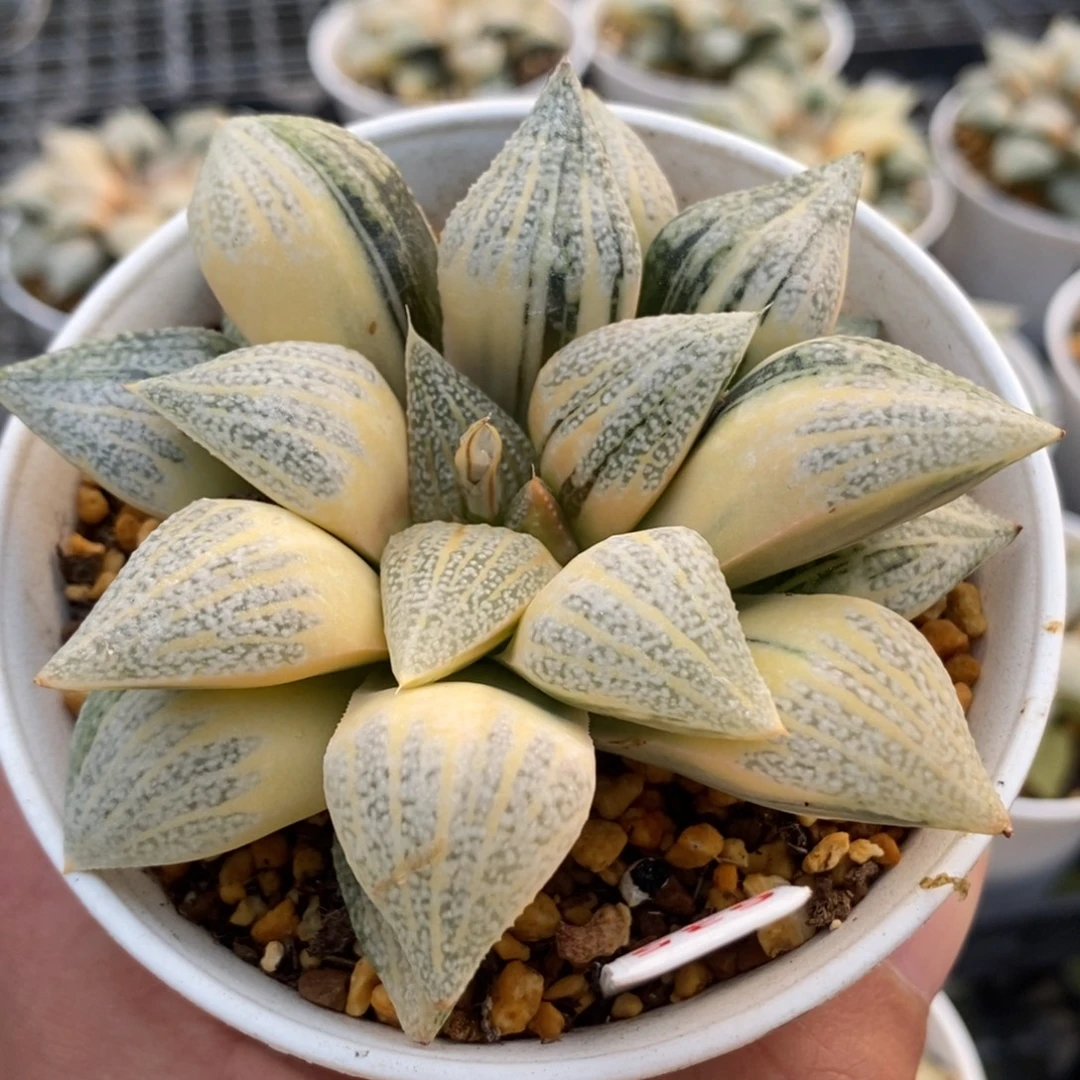 635糊斑白银锦一物一拍