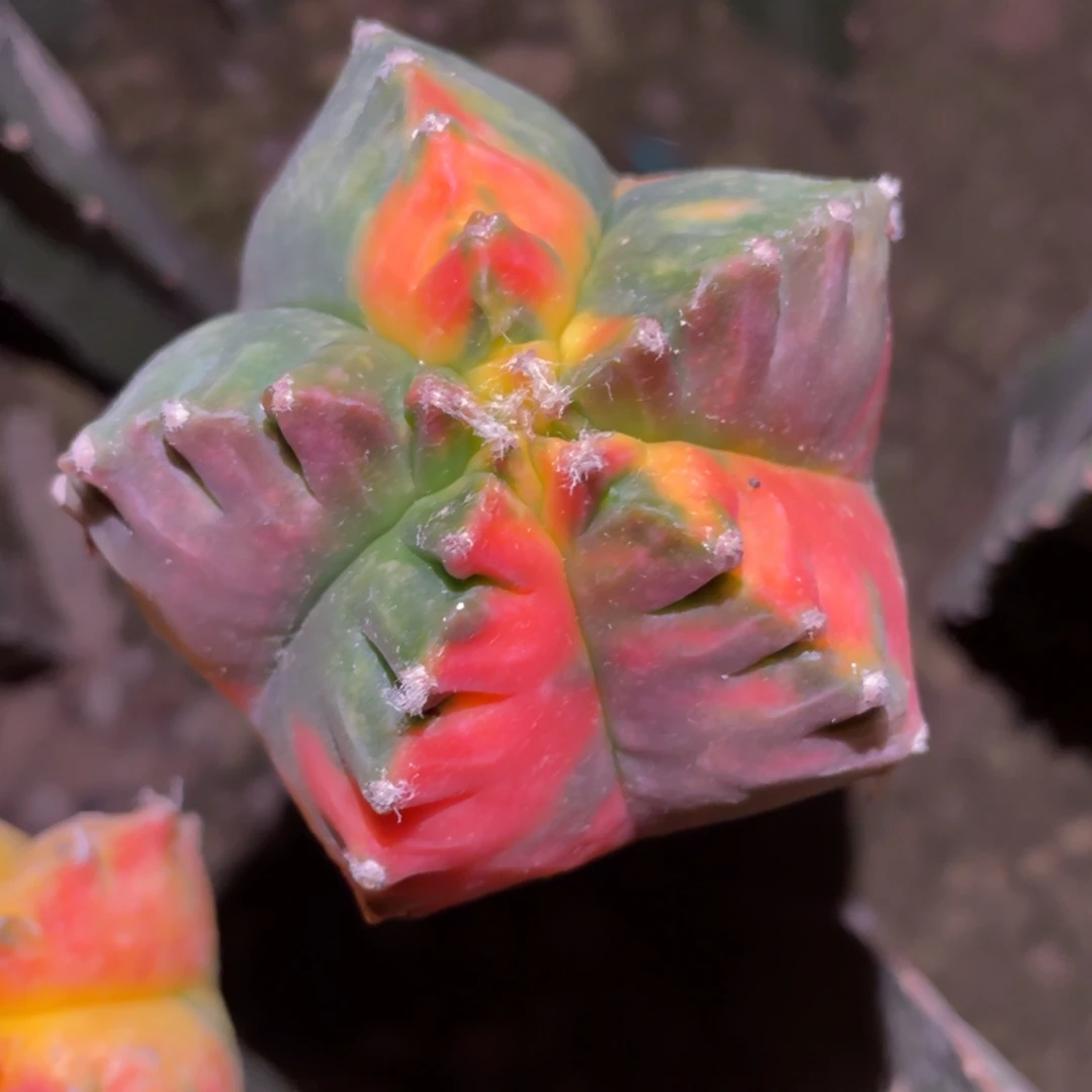 用****3鸾凤玉锦 仙人球开花 仙人球