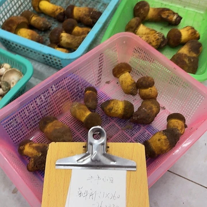 牛***白兰州百合香港特别行政区