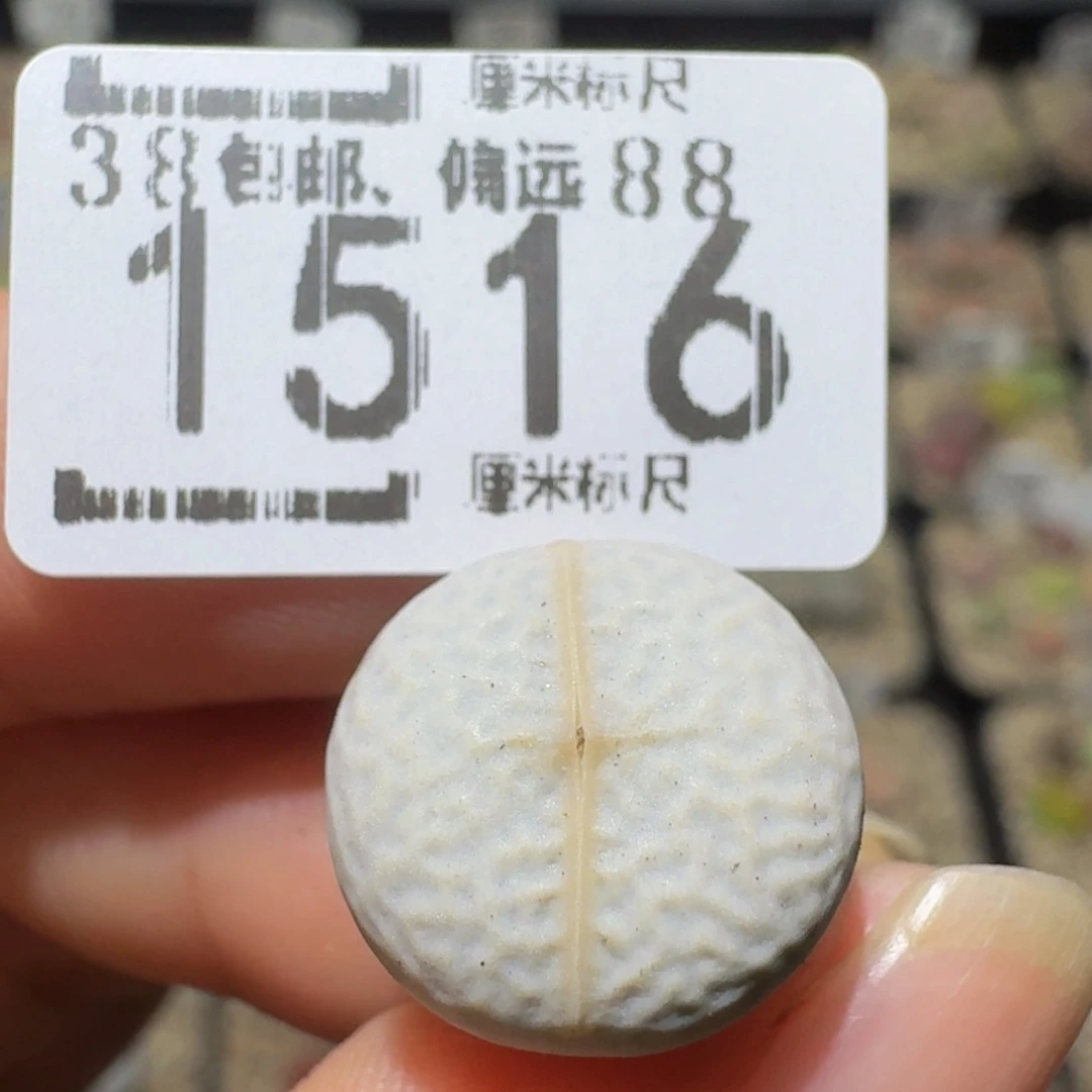Sssss精品生石花1516