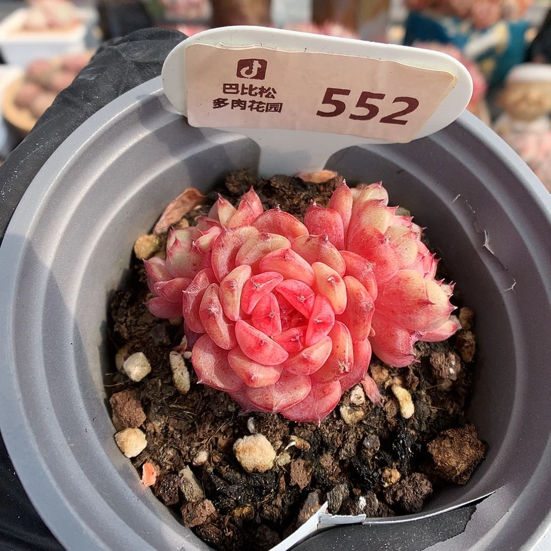 552 粗腿白胖子多肉