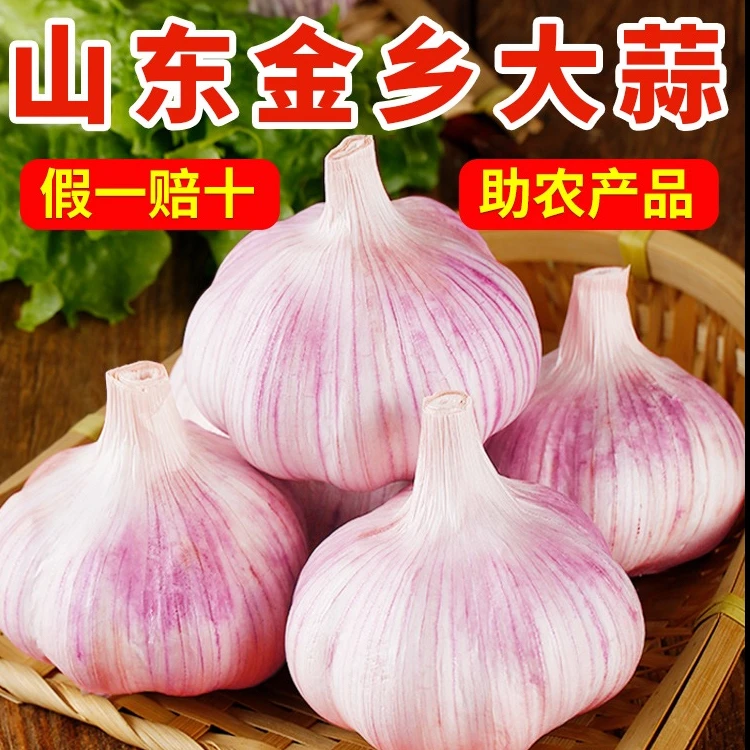 山东金乡正宗紫白皮大蒜产地直发