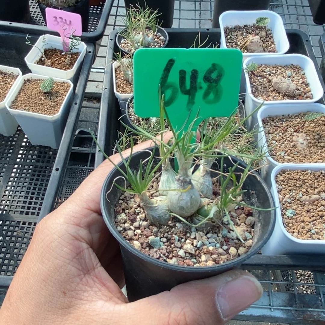 迷你海葱五头多肉