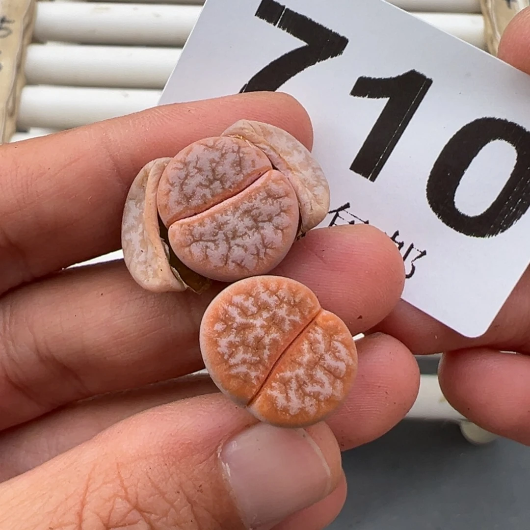 4.16好看的多肉脱土发货710