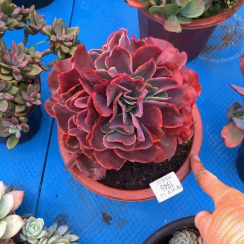 丫**人1946黄金表缀化