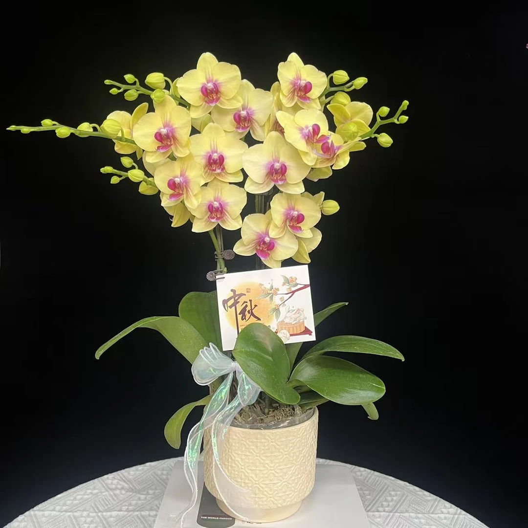 蝴蝶兰【朝阳】欧品黄色系蝴蝶兰鲜花室内送礼高端花卉