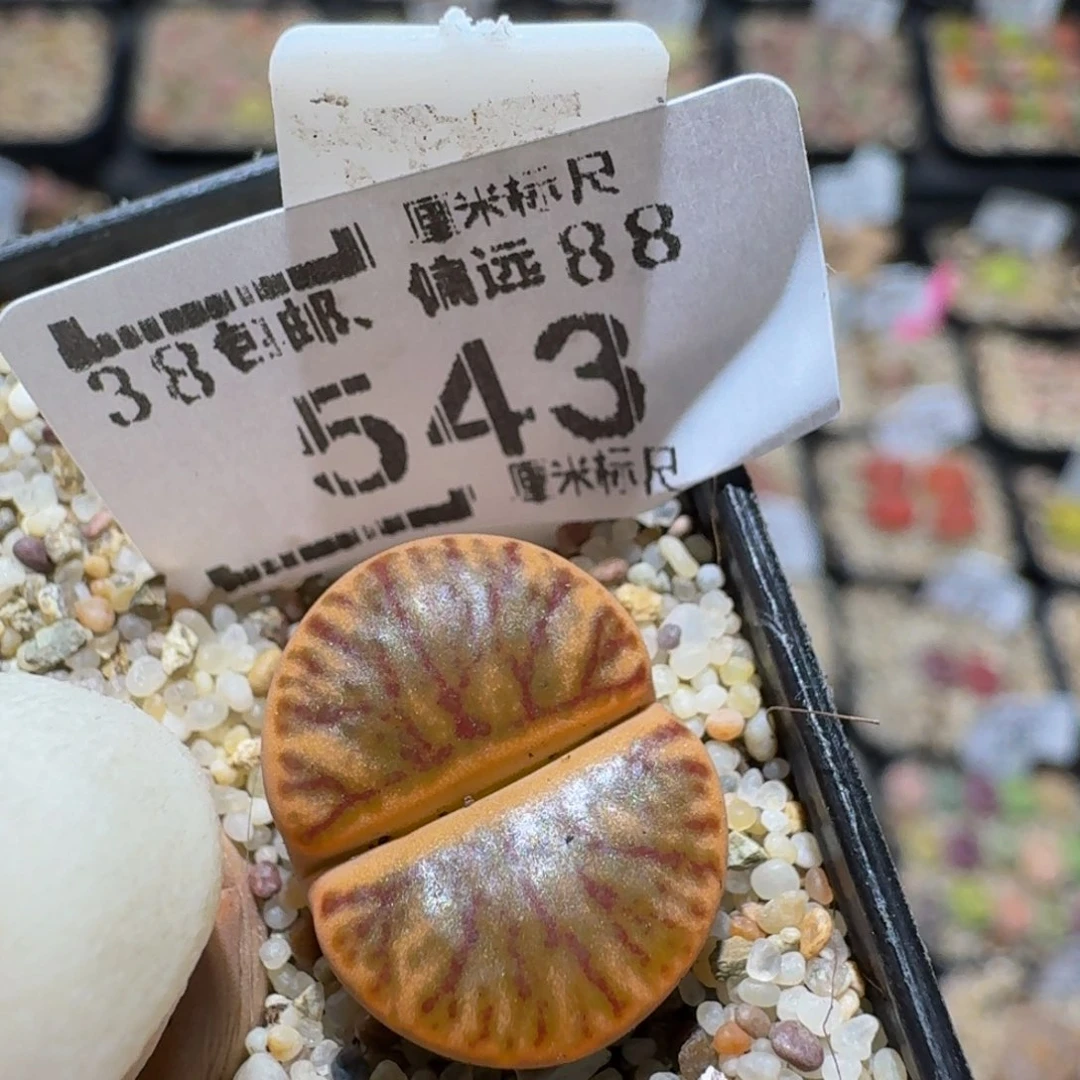 zzzx生石花肉锥543