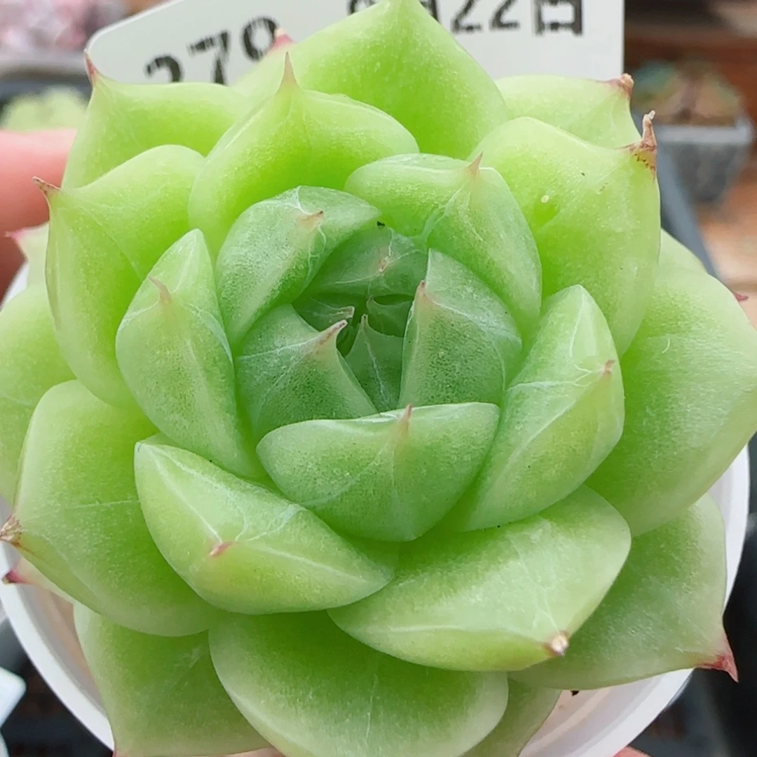 花语逸镜0922-279