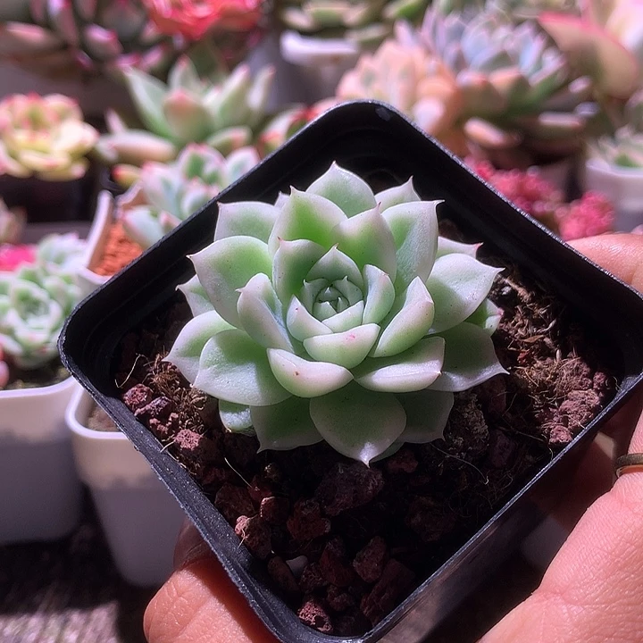 麦秆瓷白基因覆轮锦有根