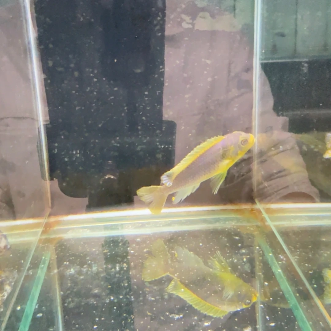 慈鲷838克里索。