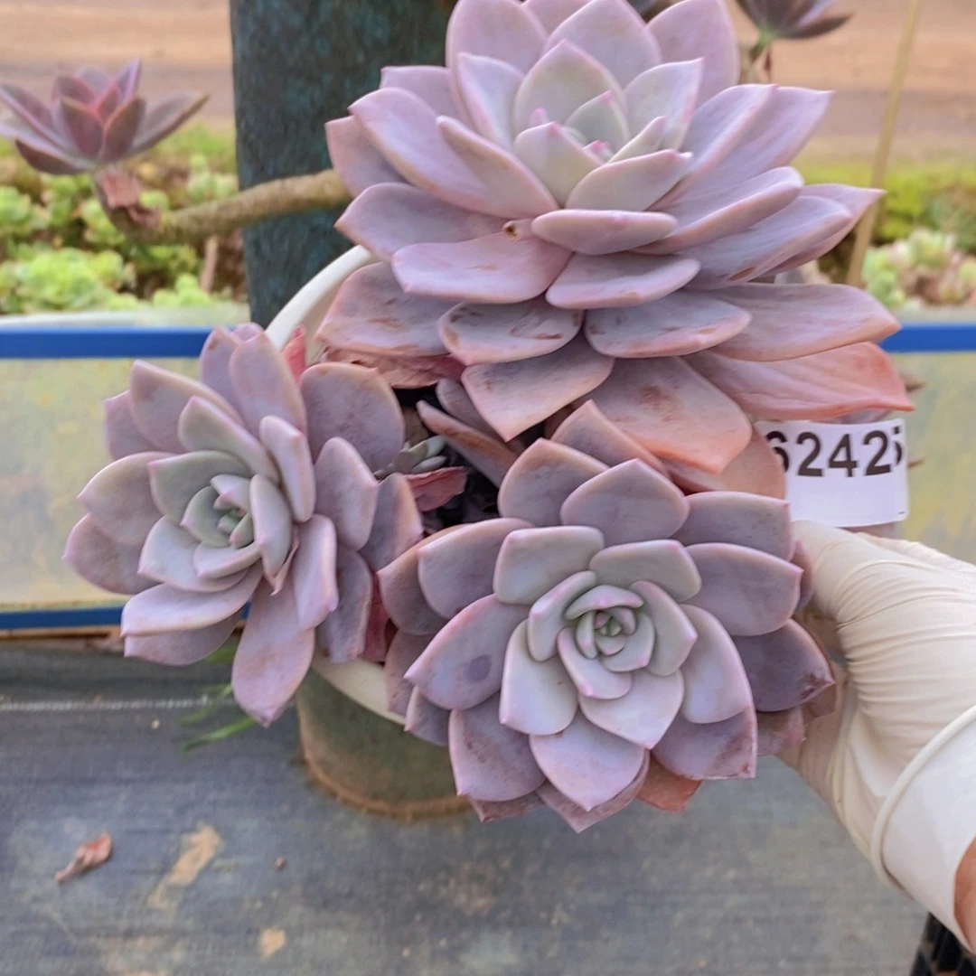 6242红茶老桩一物一拍