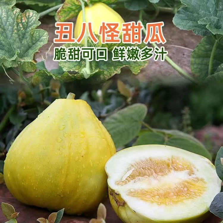 正宗湖北新鲜冰糖丑八怪香瓜甜瓜黄皮丑瓜薄皮3-5斤整箱包邮